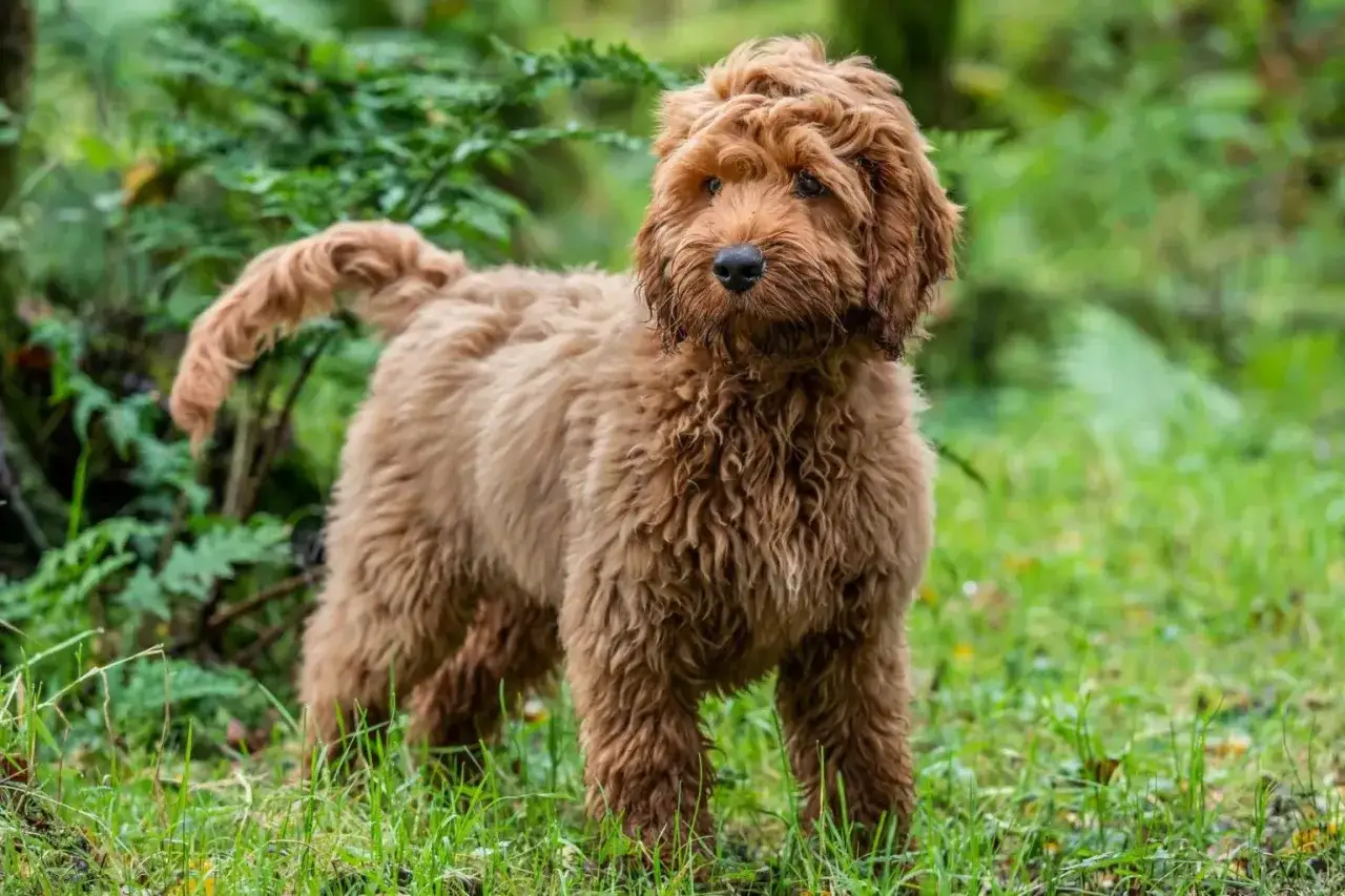 Uroczy cockapoo miniaturka z kręconą, brązową sierścią stoi na trawie wśród zieleni.