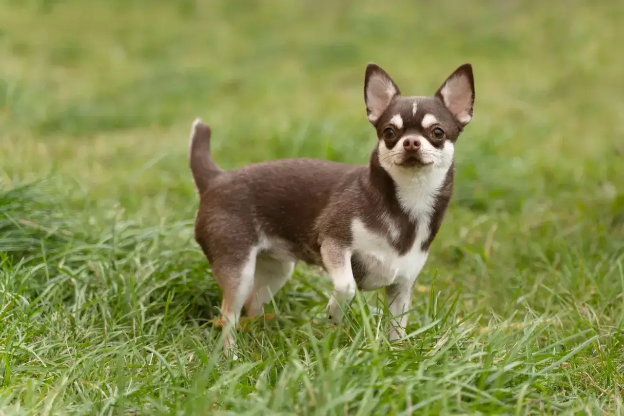 Urocza chihuahua krótkowłosa z brązowo-białym umaszczeniem stoi na zielonej trawie, patrząc w obiektyw.