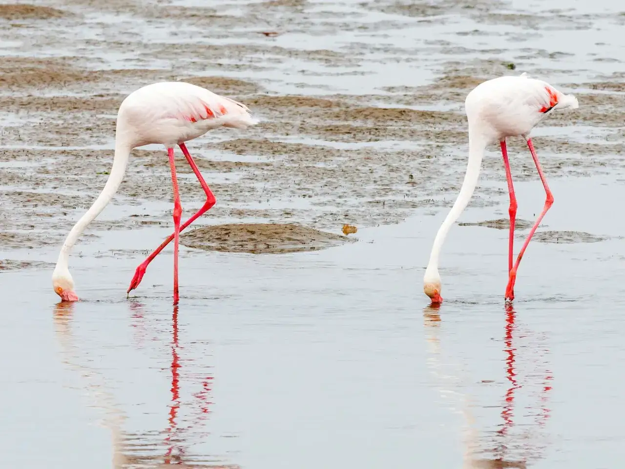 Dwa różowe flamingi zanurzają głowy w płytkiej wodzie, szukając pożywienia. Właśnie tak co jedzą flamingi – drobne organizmy wodne.