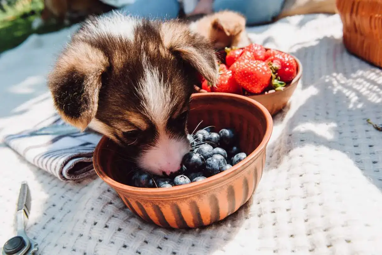 Szczeniak corgi próbuje borówek z miseczki. Czy pies może borowki? Tak, w małych ilościach! Obok miska z truskawkami.