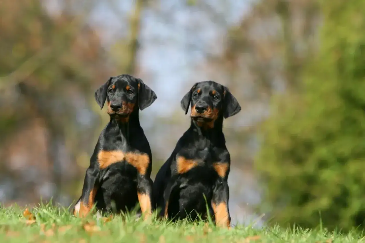 Dwa szczenięta doberman niebieski siedzą na trawie, patrząc w różne strony.