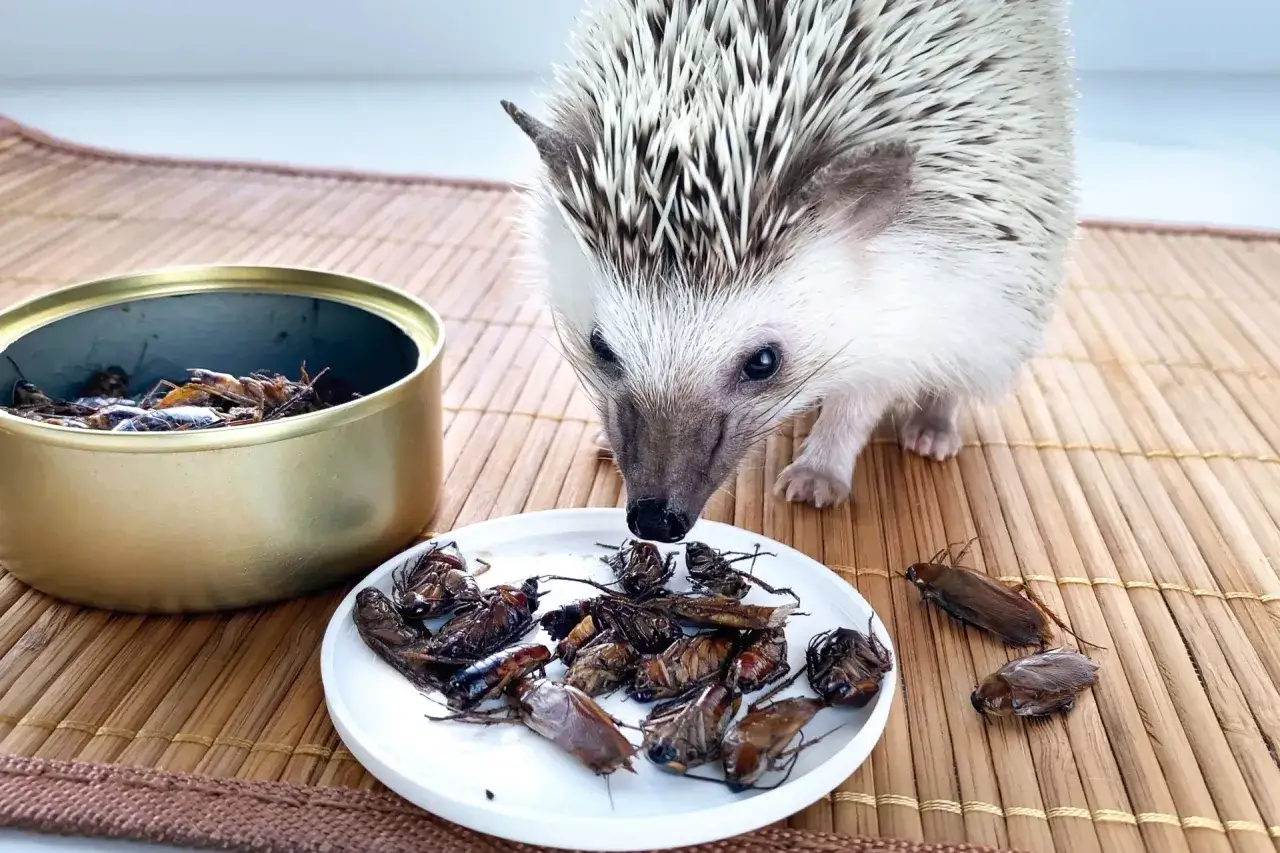 Mały jeż pigmejski zjada świerszcze z talerzyka. Ciekawe, ile żyje jeż pigmejski, gdy ma taką dietę.