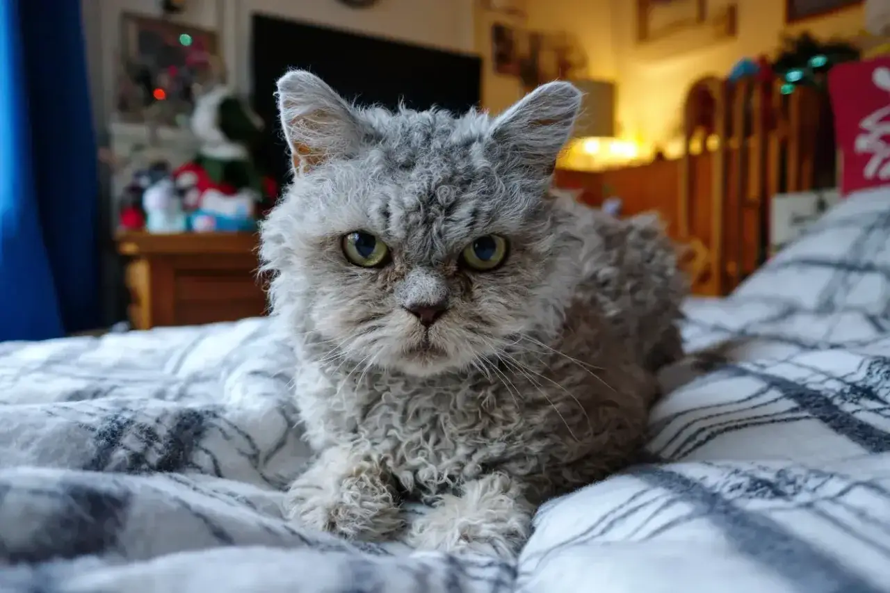 Kot z kręconą sierścią, o imieniu Puszysty, leży na pościeli. Jego futro przypomina loki.