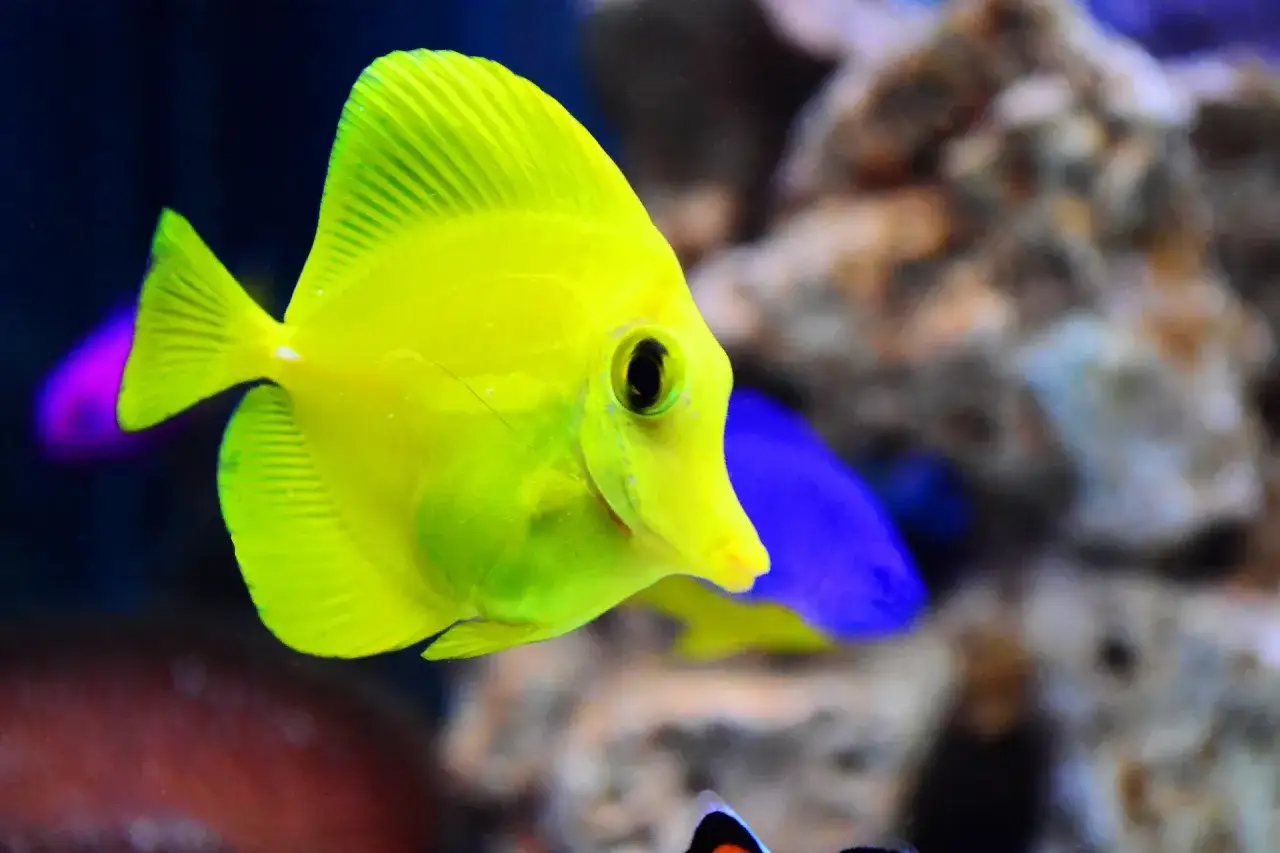 Jasnożółta rybka z fioletowym ogonkiem pływa w akwarium w Oceanarium Kraków.
