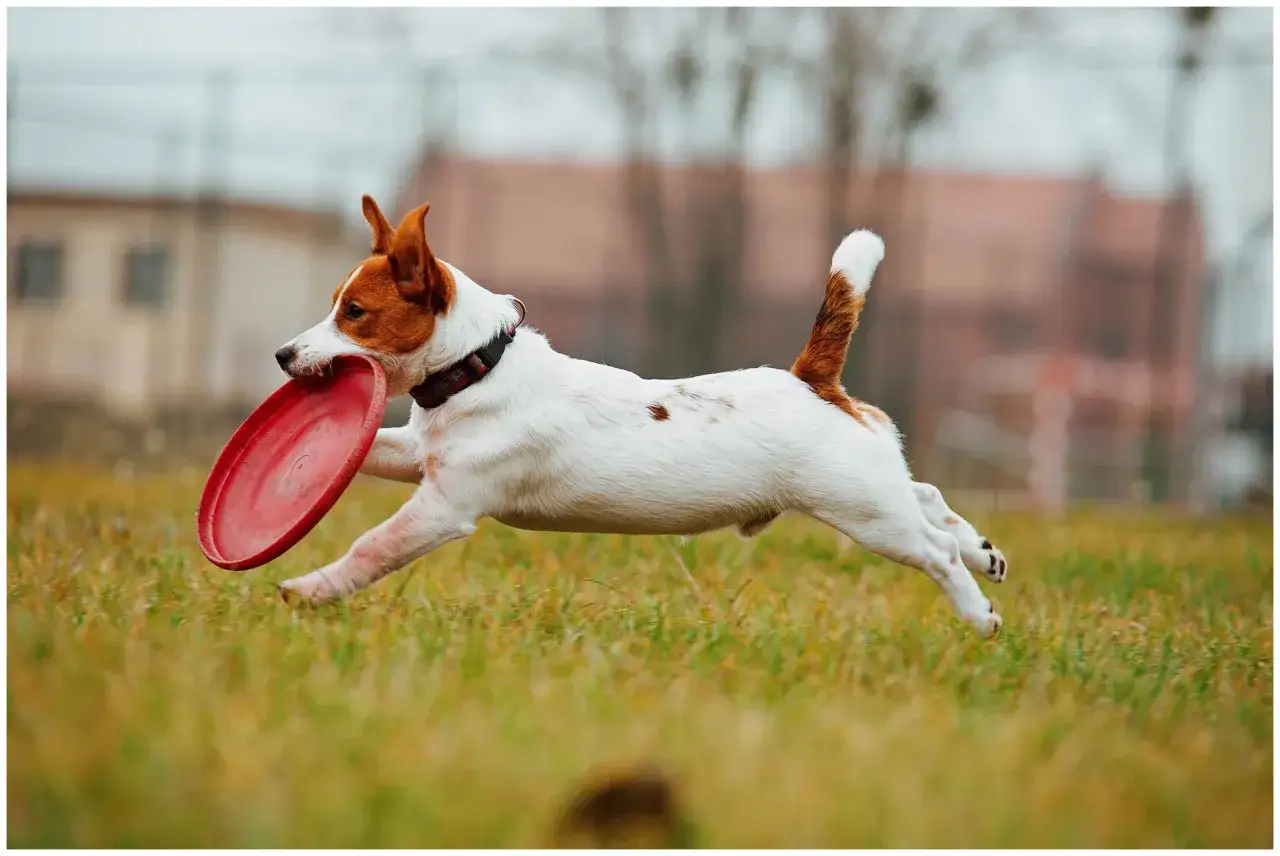 Jack Russell terrier usposobienie: energiczny piesek biegnie z czerwonym frisbee w pysku po trawiastym polu.