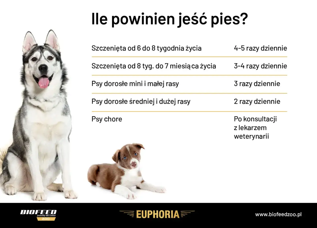 Ile razy dziennie karmić psa? Tabela podpowiada: szczenięta 4-5 razy, dorosłe psy 2-3 razy, chore po konsultacji z weterynarzem.