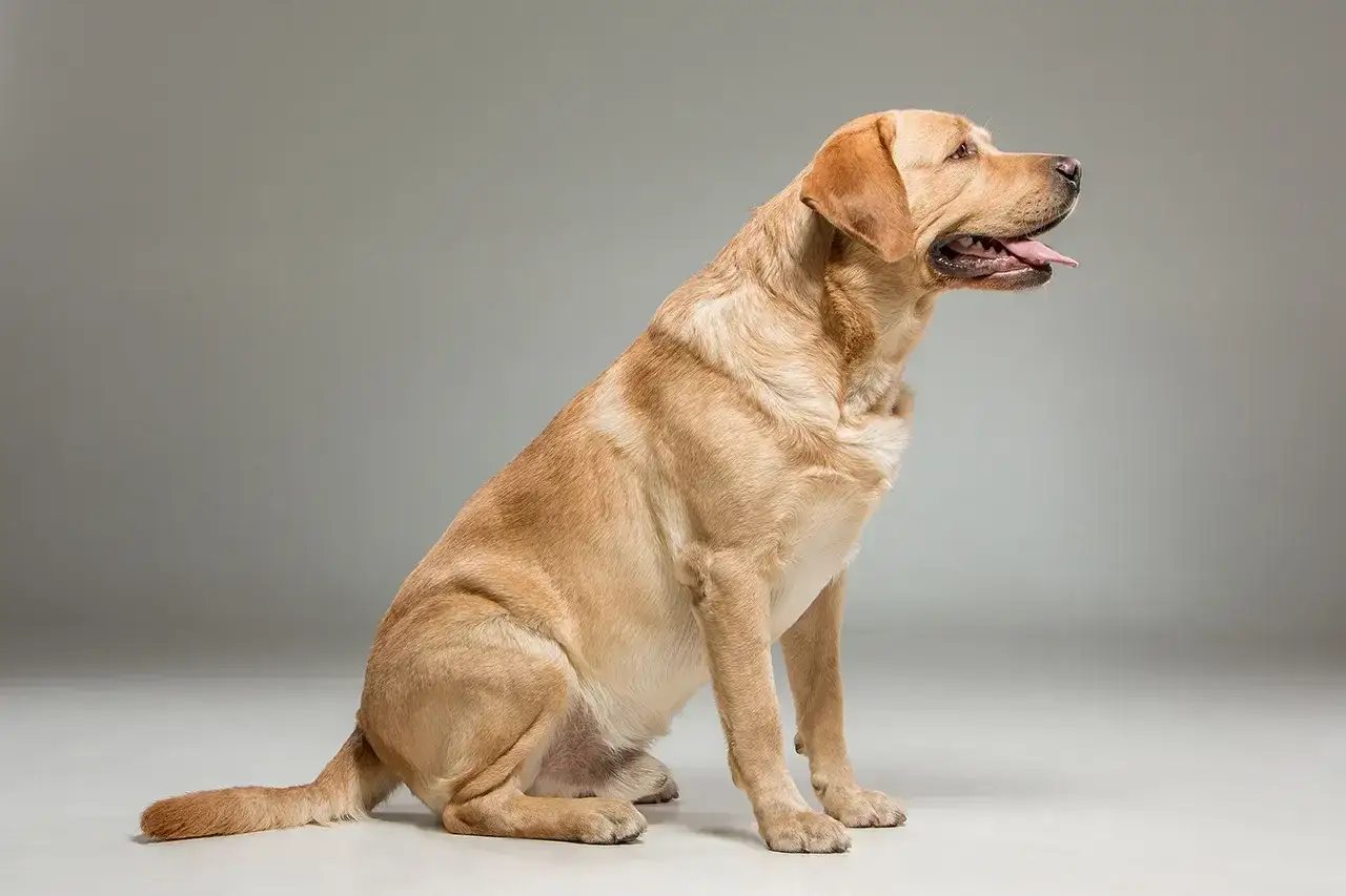 Siedzący, złoty labrador z językiem na wierzchu. Jego waga jest idealna, pies wygląda na zdrowego i zadowolonego.