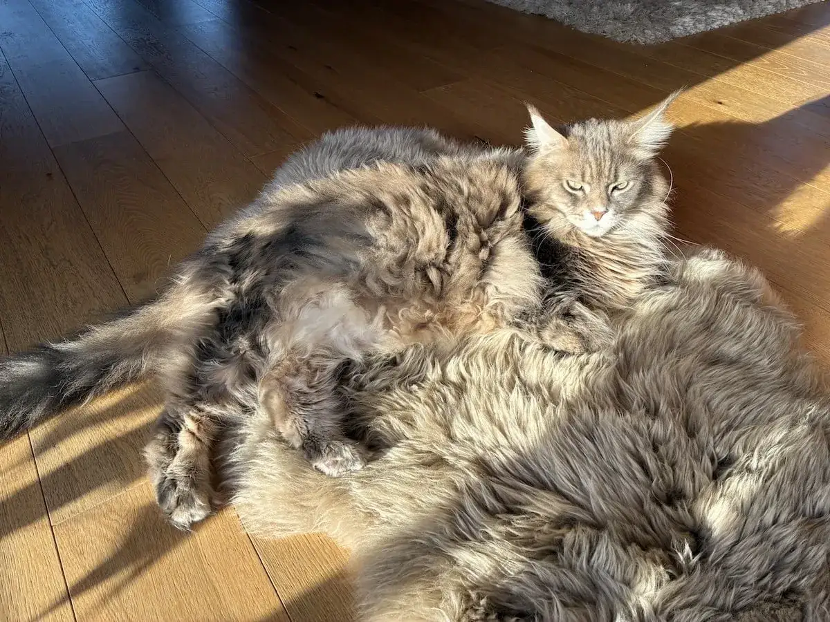Duży, puszysty kot rasy Maine Coon wyleguje się w słońcu. Zastanawiasz się, maine coon ile żyje?