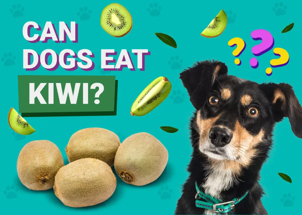 Czy pies może kiwi? Uroczy piesek z zaciekawieniem patrzy na owoce kiwi, zastanawiając się, czy może je zjeść.