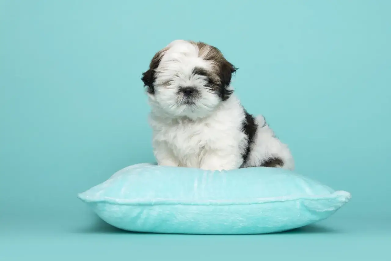 Uroczy szczeniak shih tzu tricolor siedzi na turkusowej poduszce.