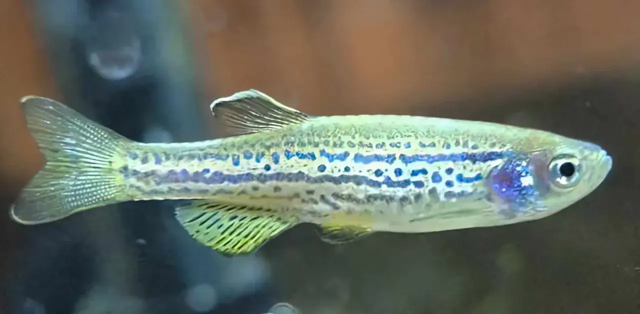 Danio pręgowane z niebieskimi plamkami, idealne do akwarium z odpowiednią temperaturą wody.