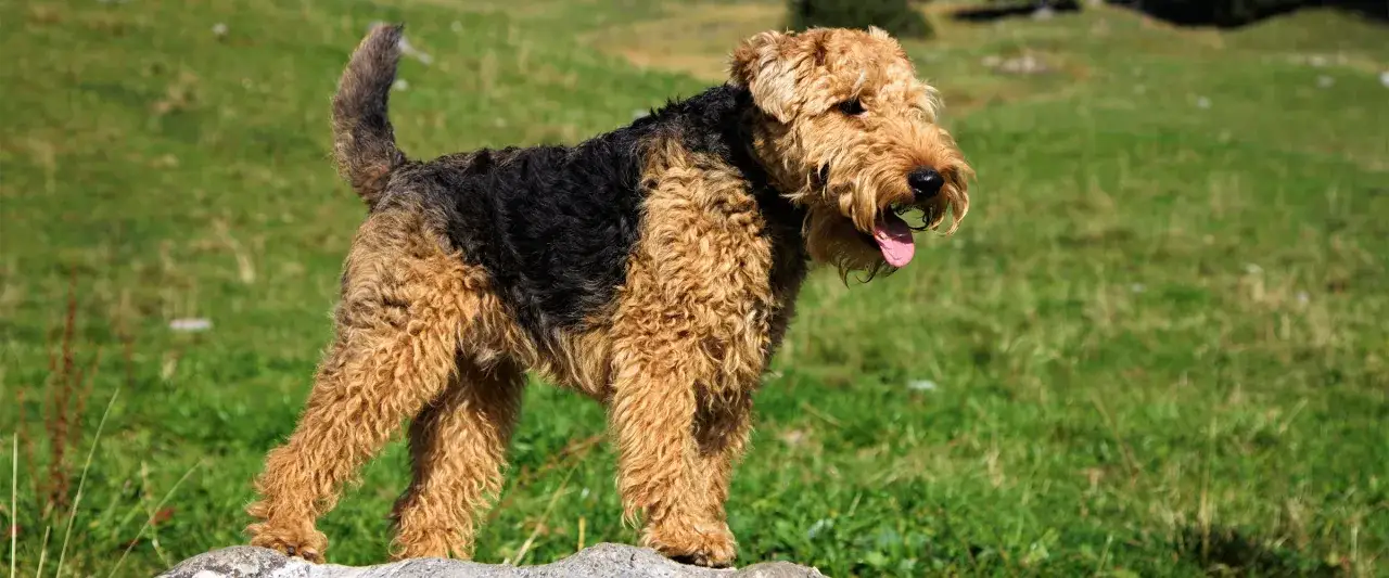 Airedale terrier, jeden z największych terierów, z kudłatą sierścią i charakterystycznym umaszczeniem, stoi na kamieniu na tle zielonej łąki.