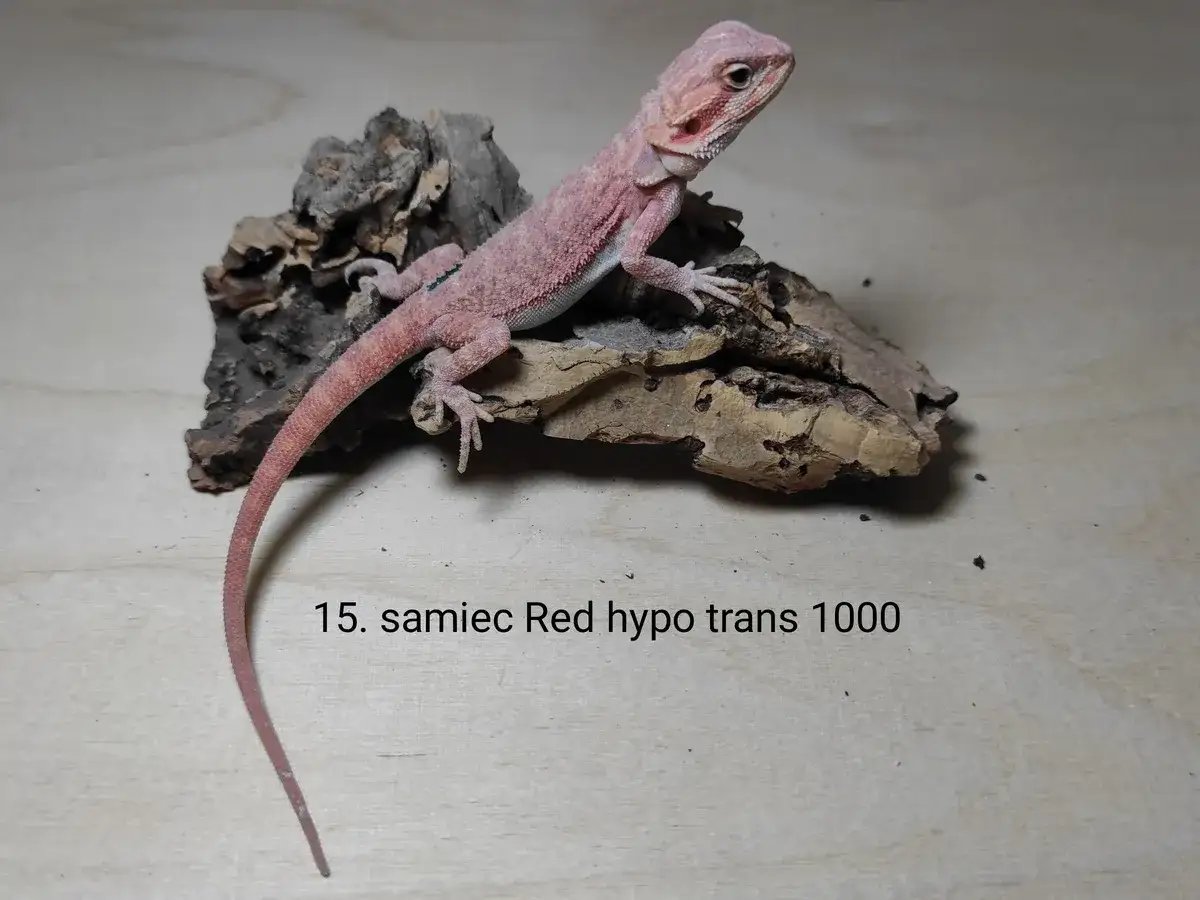 Różowa agama brodata samiec Red hypo trans. Sprawdź atrakcyjną agama brodata cena!