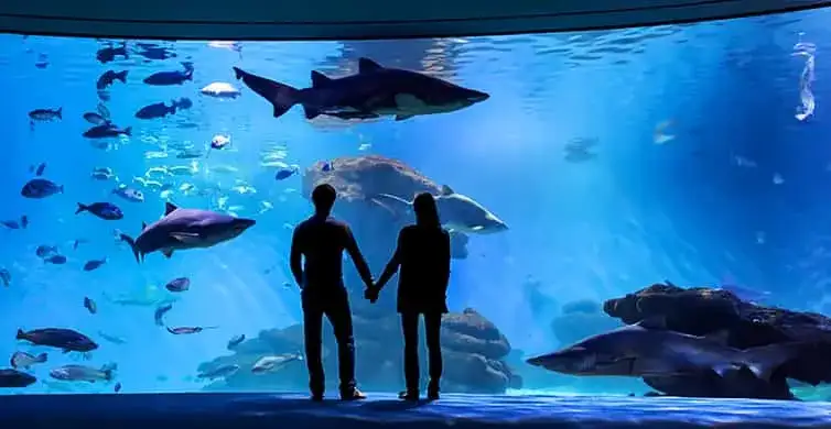 Zdjęcie Oceanarium Majorka - fascynujące atrakcje i praktyczne informacje