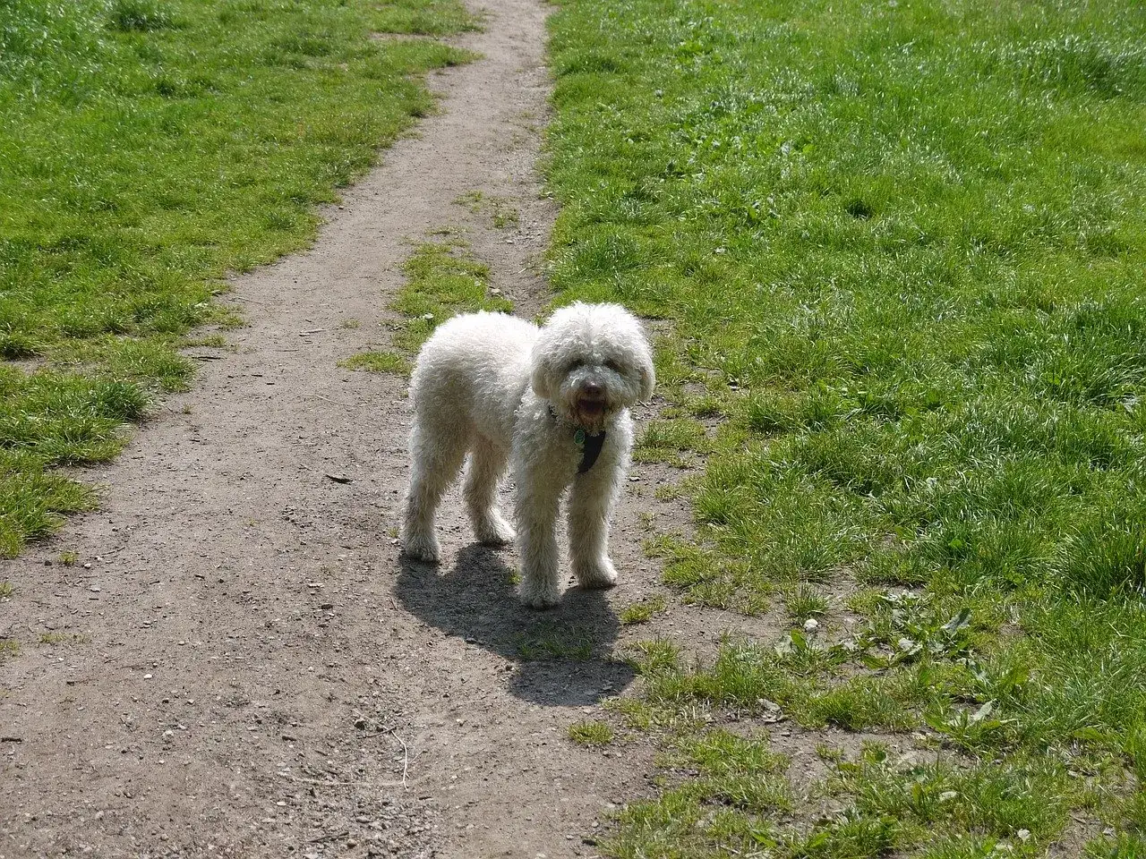 Puszysty lagotto romagnolo na ścieżce w trawie. Zastanawiasz się nad lagotto romagnolo cena?