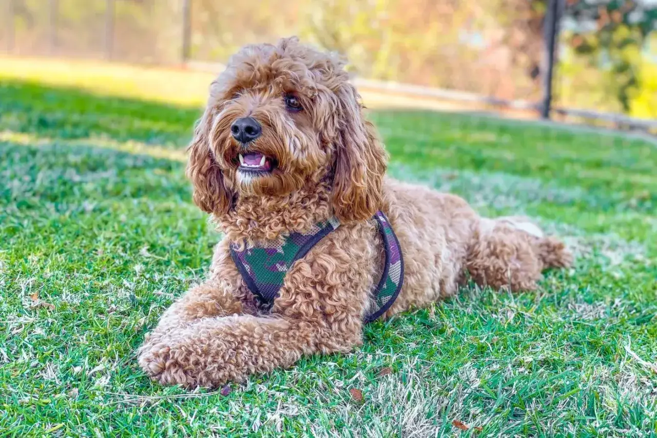 Dorosły cavapoo z kręconą, brązową sierścią leży na trawie w kamuflowanej kamizelce.