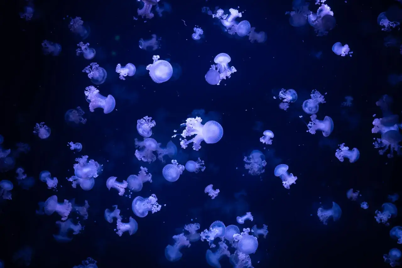 Zdjęcie Największe oceanarium na świecie – zaskakujące fakty i porównania