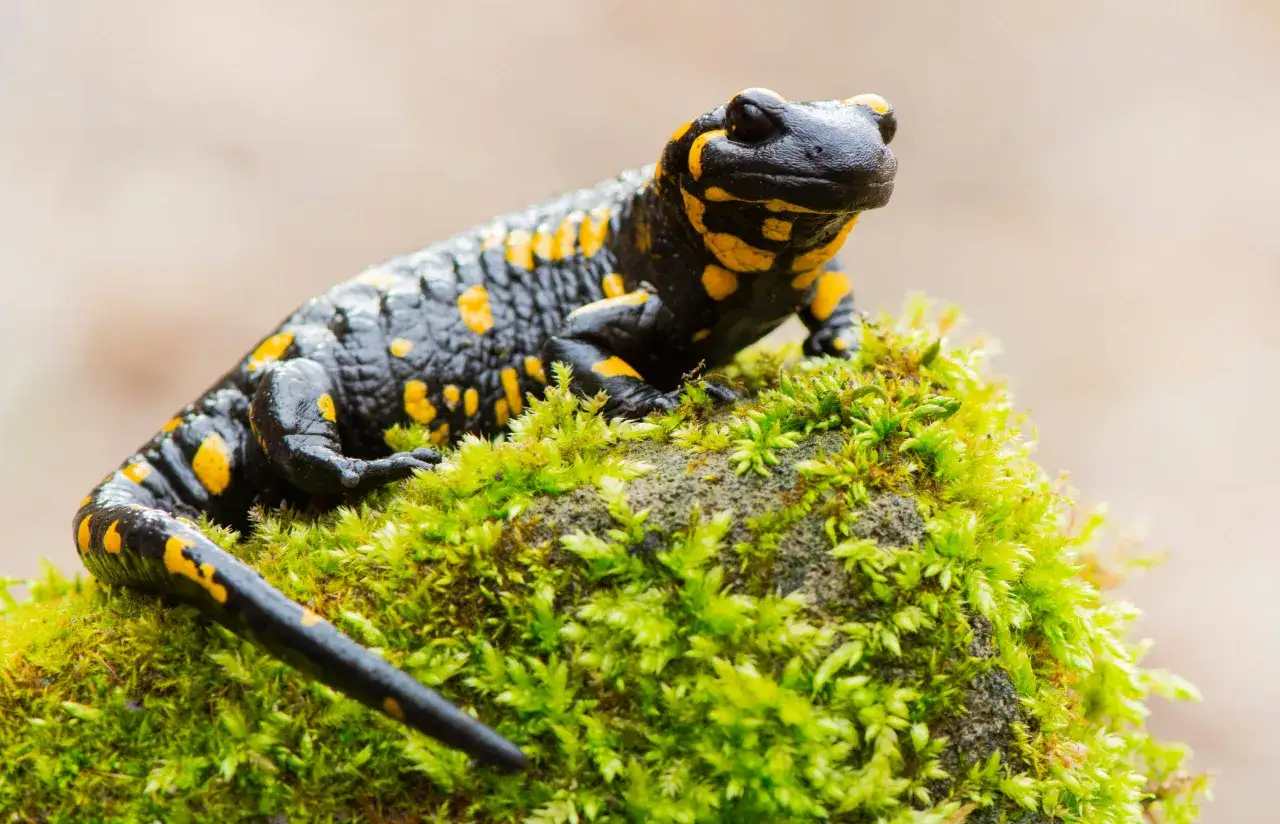 Zdjęcie Jak salamandra czym się żywi – zaskakujące fakty o jej diecie