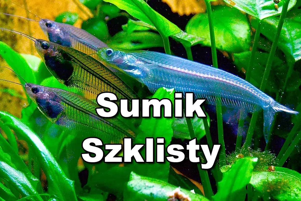 Kilka sumików szklistych pływa wśród zielonych roślin akwariowych.