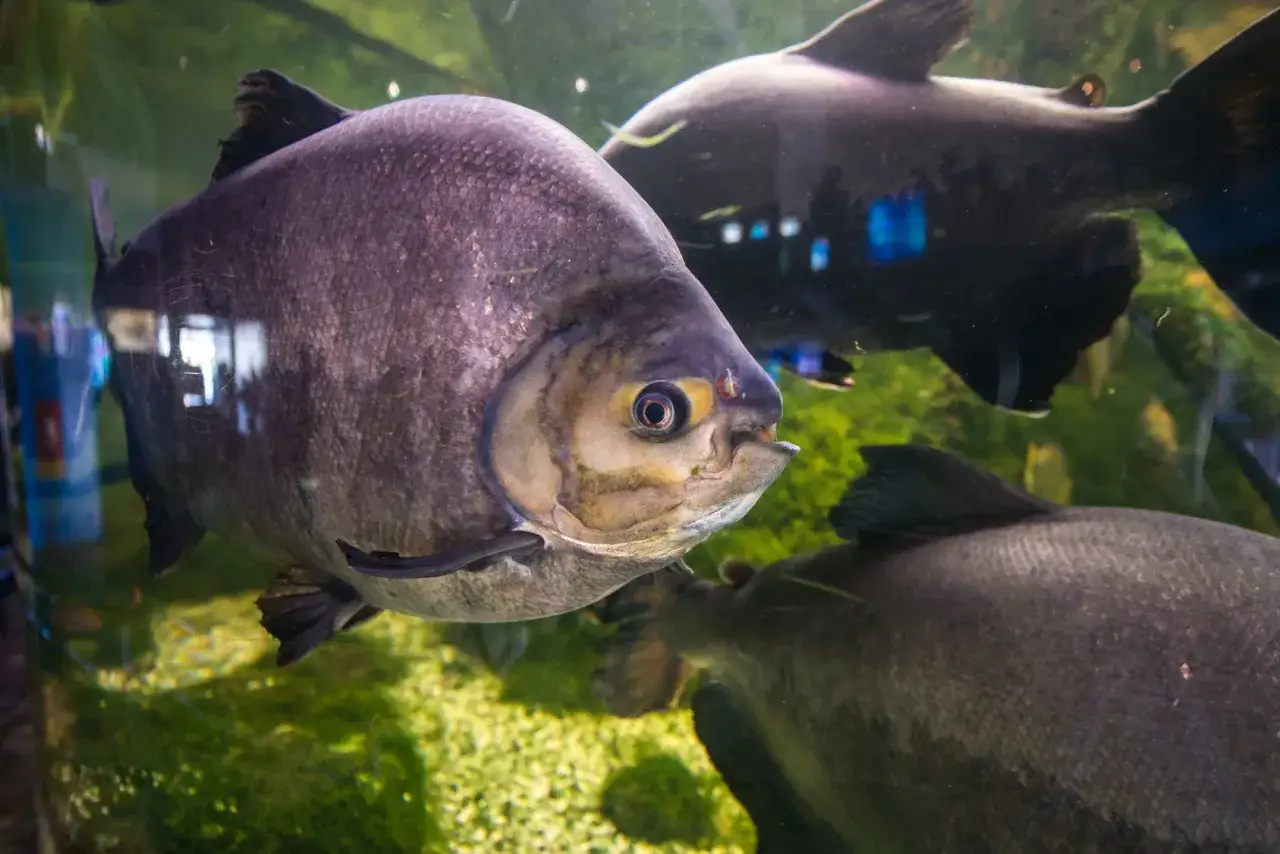 Duże, szare ryby pływają w akwarium. Jedna z nich, z żółtym okiem, patrzy wprost na widza. To widok z oceanarium w Mielnie.