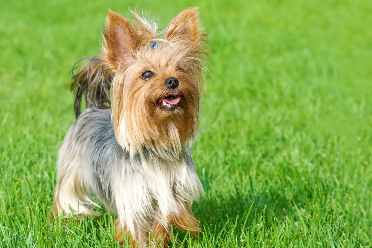 Uroczy yorkshire terrier miniaturka na zielonej trawie. Zastanawiasz się, ile żyją yorki miniaturki? Zadbany piesek może towarzyszyć Ci wiele lat!