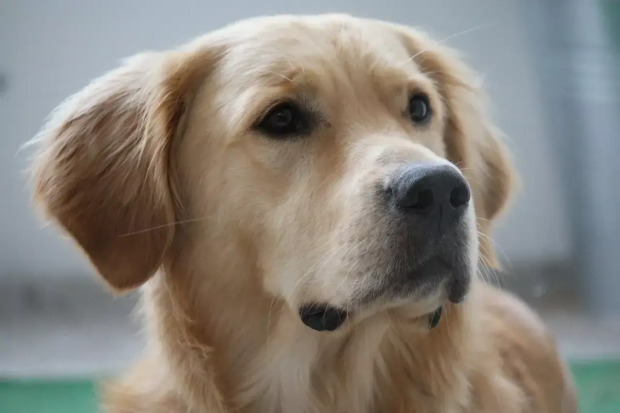 Portret golden retrievera. Jego sierść mieni się w odcieniach złota i beżu, podkreślając jego łagodne spojrzenie.