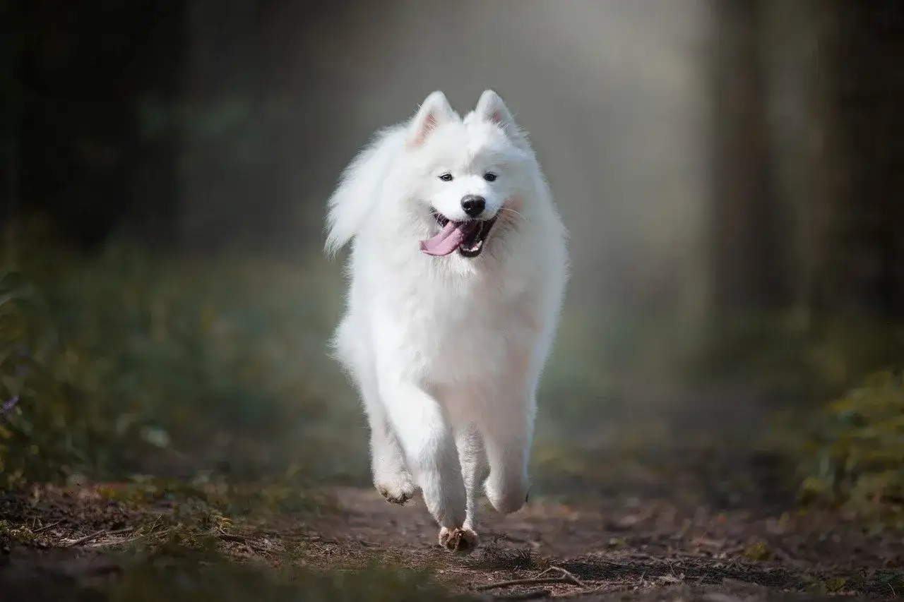 Radosny samoyed biegnie przez las, jego białe futro lśni w słońcu. Ten obraz doskonale oddaje przyjazny samoyed charakter.