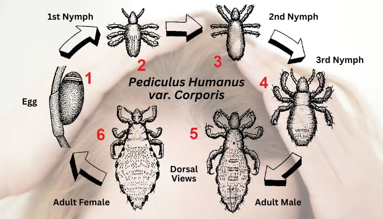 Cykl rozwojowy wszy ludzkiej (Pediculus Humanus var. Corporis) od jaja do dorosłego osobnika pokazuje, jak szybko rozmnażają się wszy.