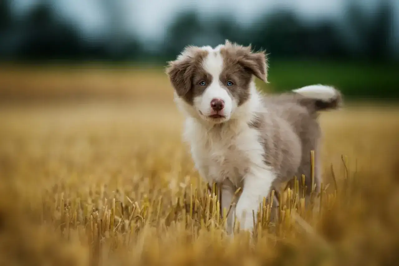 Uroczy border collie miniaturka z niebieskimi oczami biegnie przez pole.
