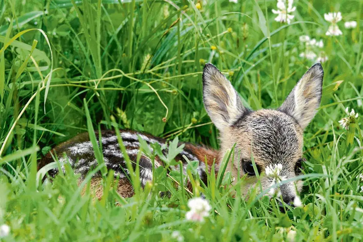 Młoda sarna ukryta w gęstej, zielonej trawie, z białymi plamkami na grzbiecie.