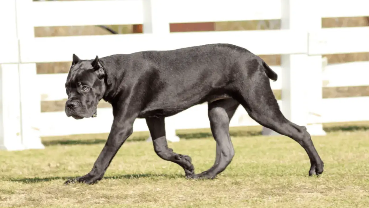 Czarny pies rasy Cane Corso, o silnej budowie, porusza się po trawie. Jego postawa świadczy o pewności siebie, co odzwierciedla cane corso charakter.