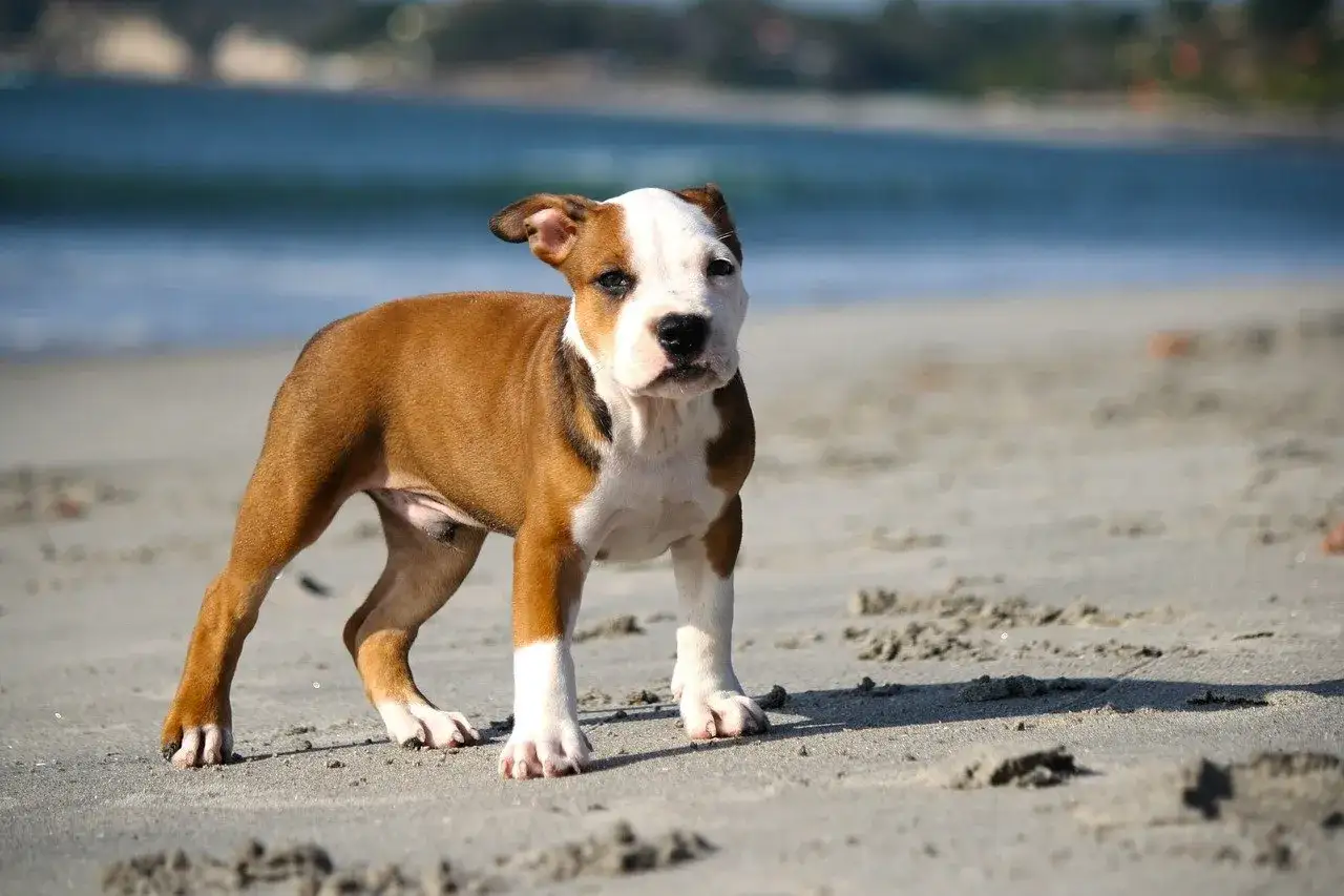 Uroczy pitbull miniaturka na plaży, z błękitnym morzem w tle.