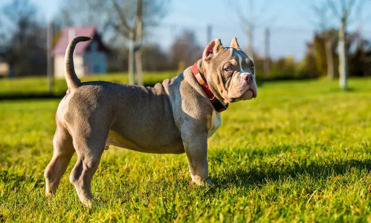 Uroczy american bully mini z niebieskimi oczami i czerwoną obrożą stoi na zielonej trawie, gotowy do zabawy.