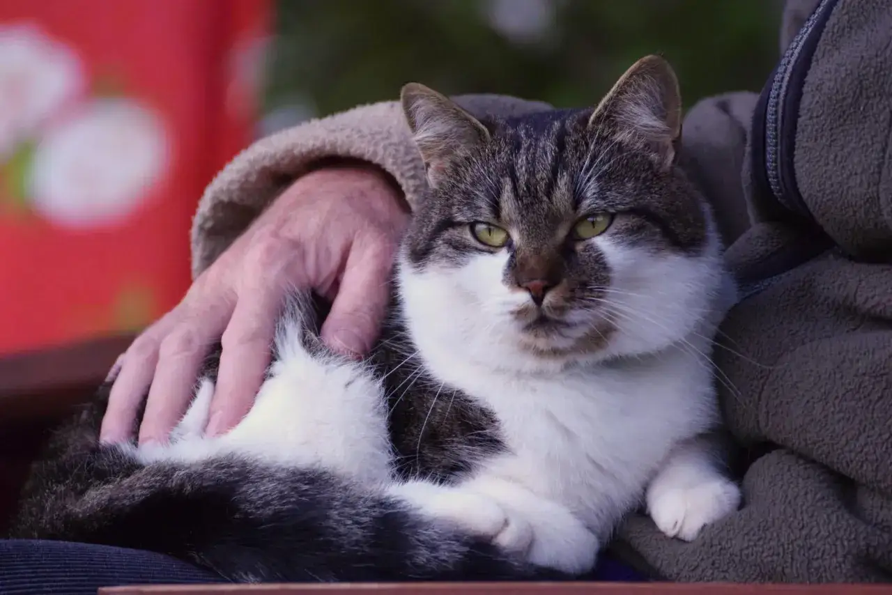 Kot o szarym i białym futrze, głaskany przez dłoń, emanuje spokojem. To obrazek idealny do felinoterapii, pokazujący terapeutyczną moc zwierząt.