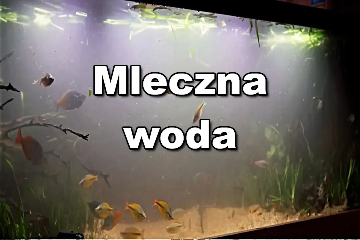 Akwarium z rybkami i roślinami, w którym woda jest mętna.