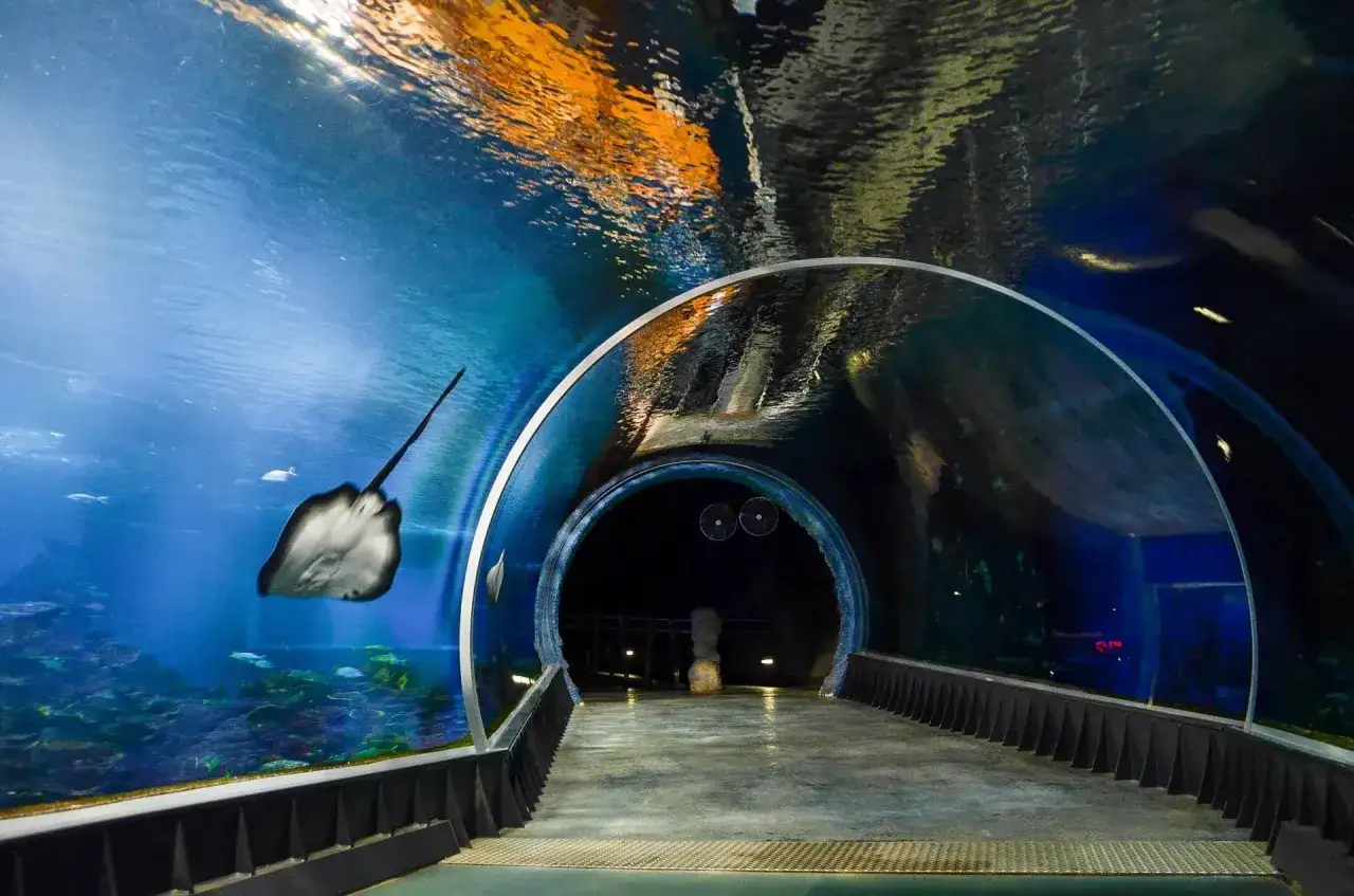 Podwodny tunel w oceanarium, gdzie płaszczka pływa obok kolorowych ryb. Czy afrykarium i oceanarium to to samo? Nie, to różne miejsca.