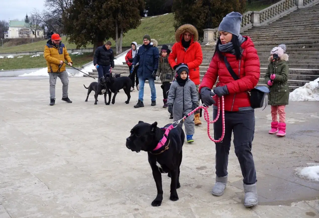 Grupa ludzi spaceruje z psami rasy cane corso.