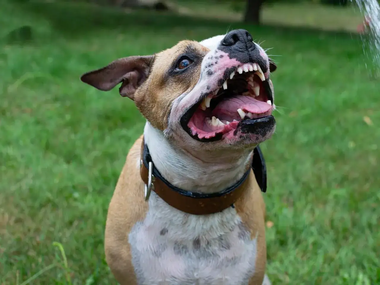 Amstaff groźny, z otwartym pyskiem i widocznymi zębami, łapie wodę z węża ogrodowego na zielonej trawie.