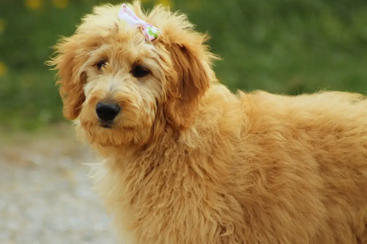 Uroczy poodle doodle z kokardką na głowie, z zaciekawieniem spogląda w bok.