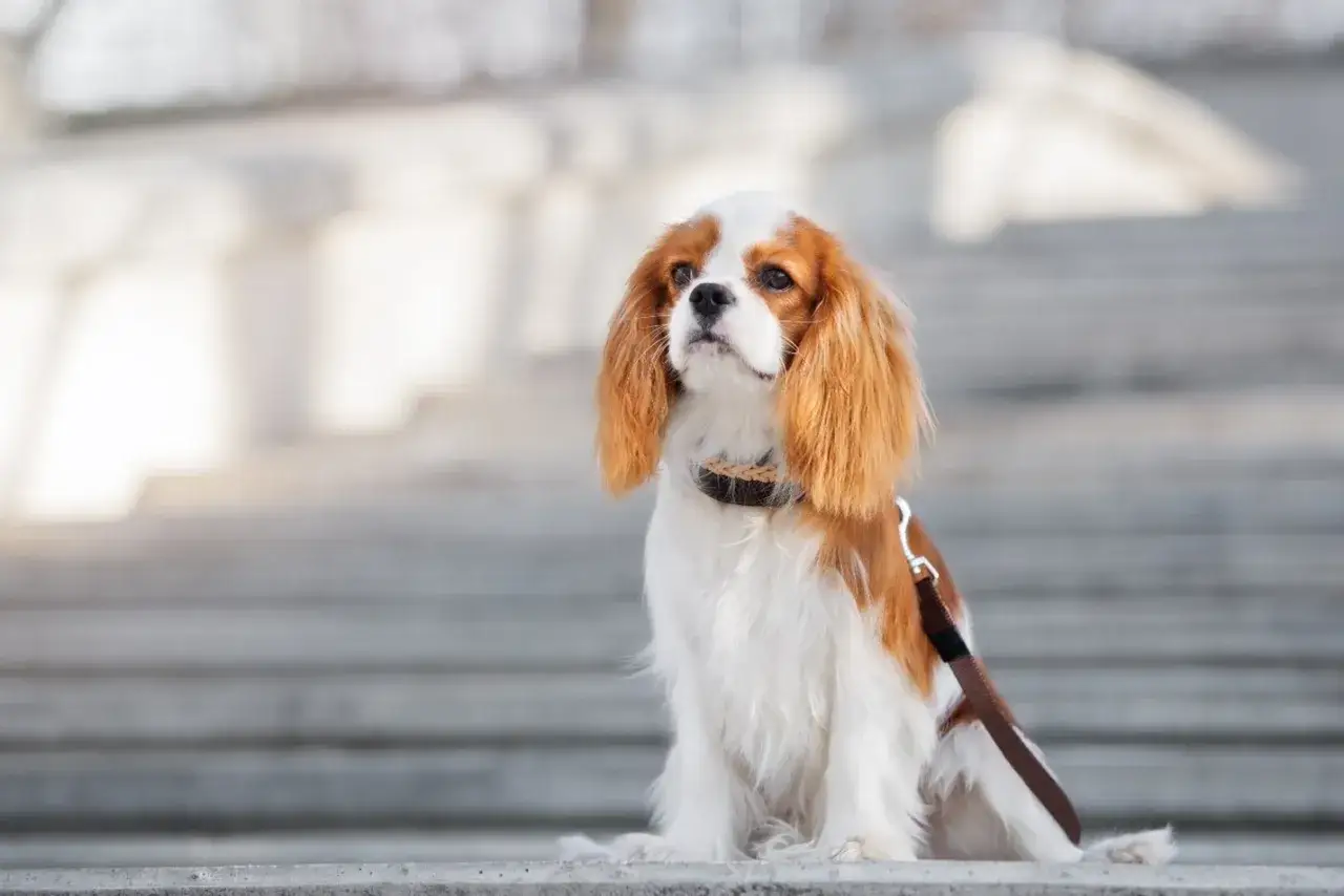 Uroczy cavalier king charles spaniel siedzi na schodach, emanując łagodnym charakterem. Jego spojrzenie jest pełne ciekawości i spokoju.