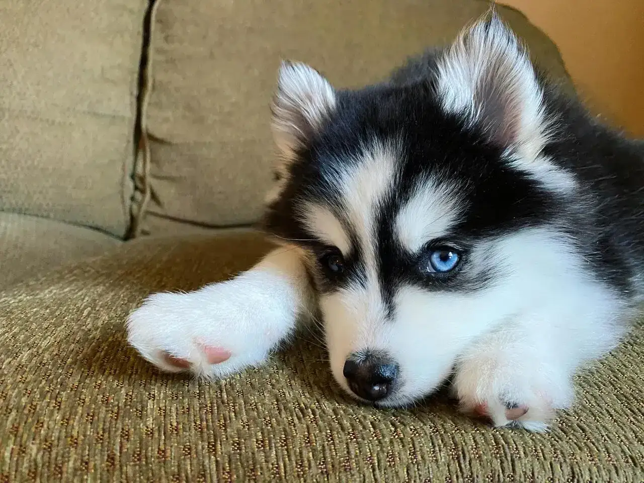 Urocza husky miniaturka z niebieskimi oczami leży na kanapie, opierając łapkę na pysku.