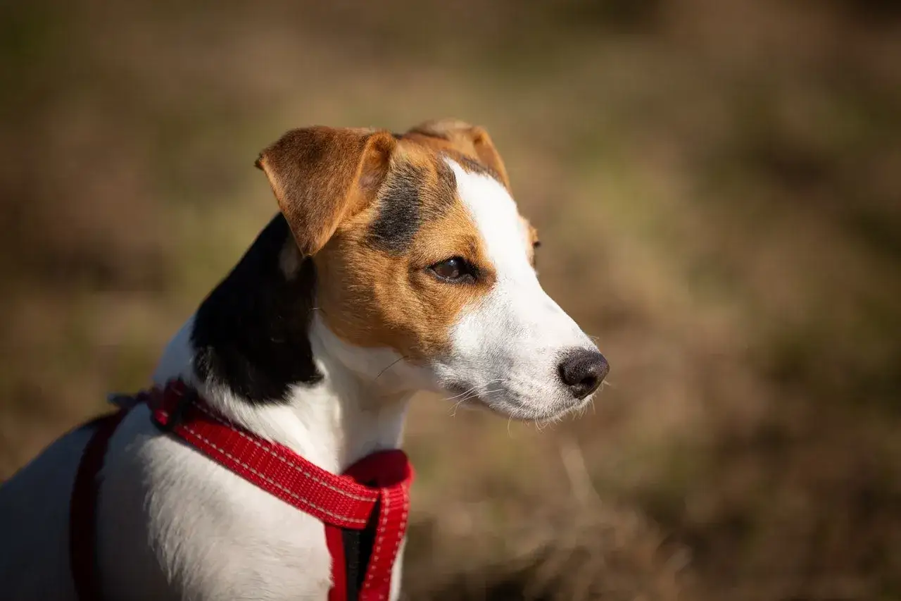 Uważny jack russell terrier tricolor w czerwonej obroży, z zaciekawieniem obserwuje otoczenie.