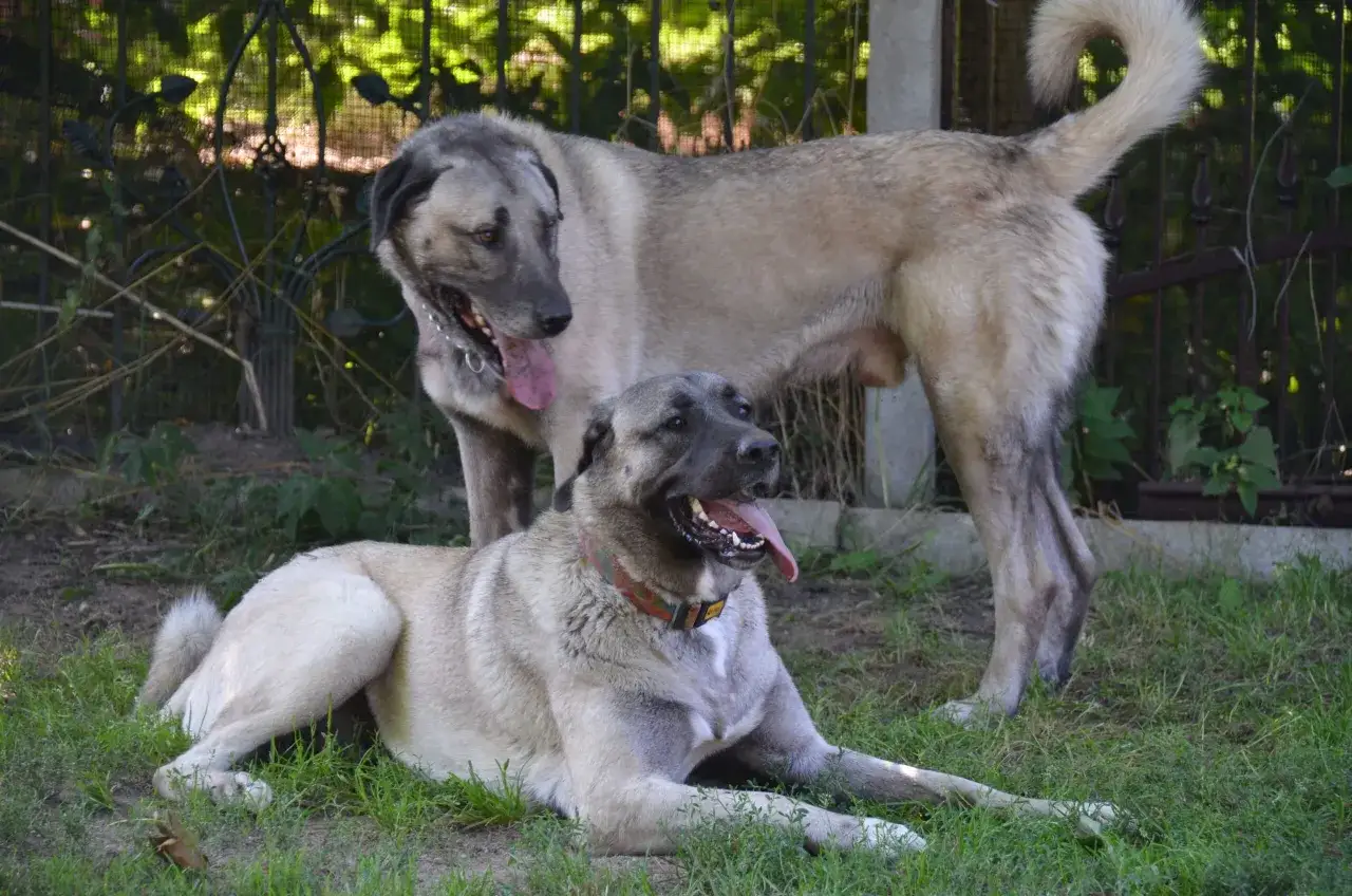 Dwa potężne psy rasy kangal turecki, jeden leży, drugi stoi. Zastanawiasz się nad kangal turecki cena?