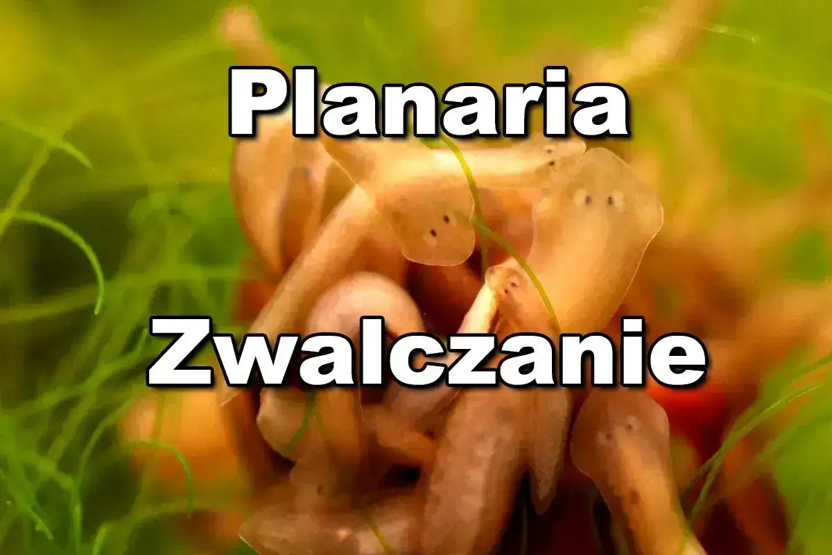 Wypławki w akwarium, czyli planaria, mogą być problemem. Zwalczanie ich wymaga wiedzy.