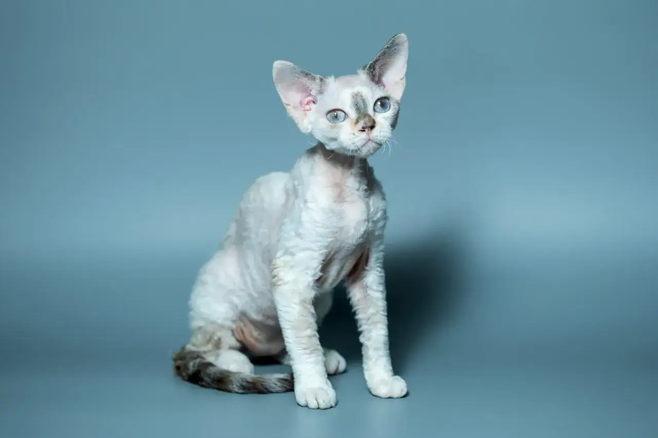 Uroczy kot rasy devon rex o falistej sierści i dużych uszach, z błękitnymi oczami, emanuje ciekawskim charakterem.