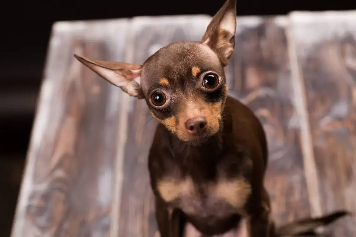 Urocza chihuahua miniaturka z wielkimi oczami patrzy z zaciekawieniem.