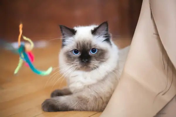 Uroczy ragdoll krótkowłosy z niebieskimi oczami leży na podłodze obok kolorowej zabawki.