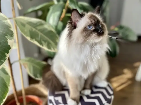 Piękny kot rasy Ragdoll z niebieskimi oczami siedzi obok rośliny. Zastanawiasz się, ile kosztuje Ragdoll?