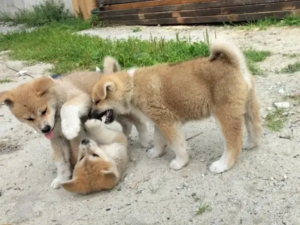 Trzy szczenięta rasy akita inu bawią się na piasku. Zastanawiasz się nad akita inu cena?