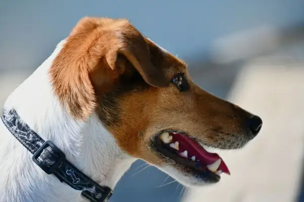 Portret wesołego jack russell teriera tricolor z otwartym pyskiem i błyszczącymi oczami.